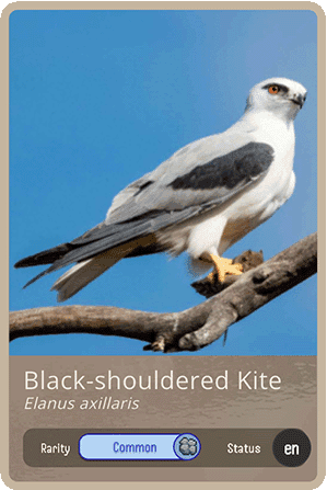 Black-shouldered Kite