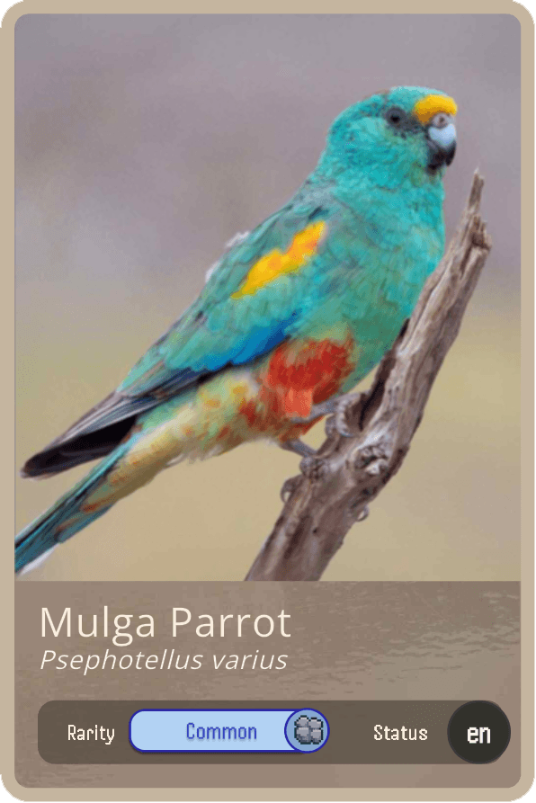 Mulga Parrot